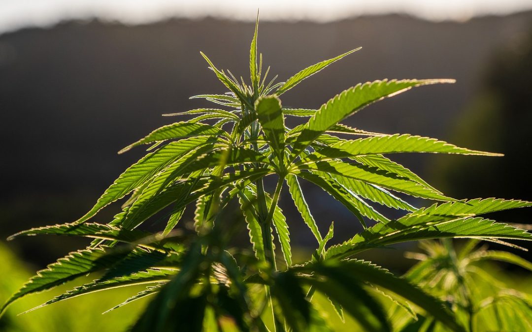 Comparing Cannabinoids: CBD, CBN, CBG, and CBC